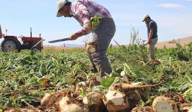 Şeker pancarı alım fiyatına tepki: Ancak üretim maliyetlerini karşılar!