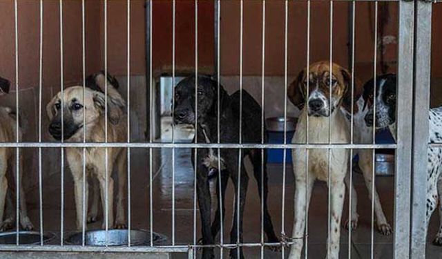 Tarım Bakanlığından tehlike arz eden köpeklerle ilgili önemli açıklama