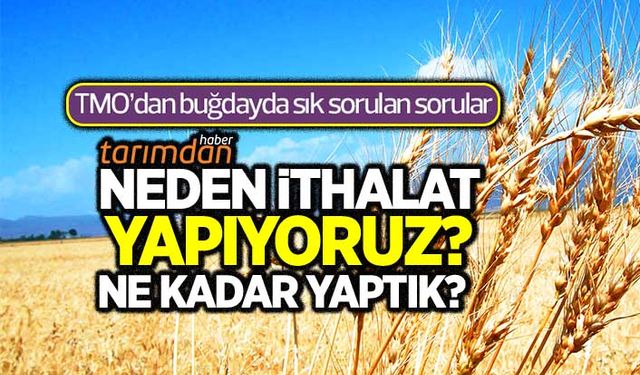 TMO'dan buğdayda sık sorulan sorular: Neden ithalat yapıyoruz, ne kadar yaptık?  