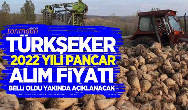 Türkşeker 2022 yılı pancar alım fiyatı belli oldu! Yakında açıklanacak...