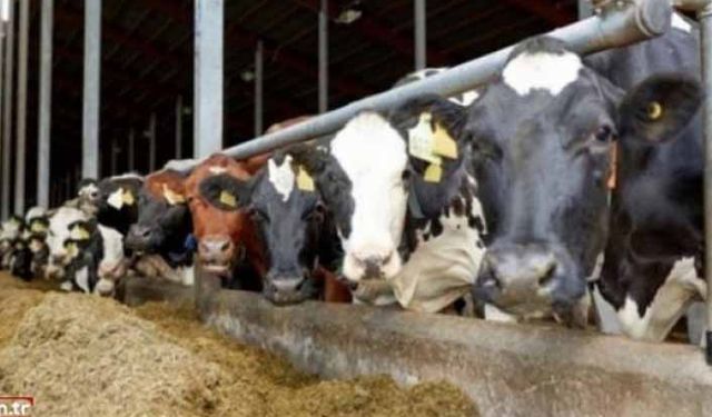 Yem fiyatları ne kadar? YEM-BİR Ocak-Aralık 2021 yem fiyatları!