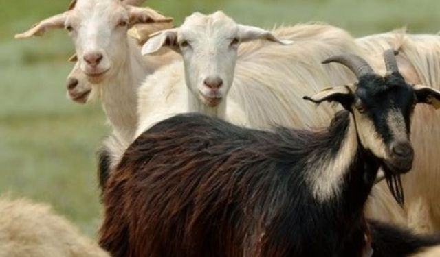 Anaç Koyun Keçi Desteklemesi Başvuru Süresi Uzatıldı