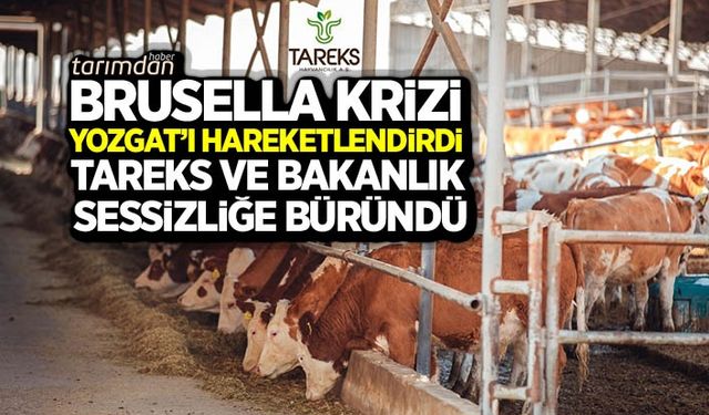 Brusella krizi Yozgat'ı hareketlendirdi Tareks Hayvancılık sessizliğe büründü