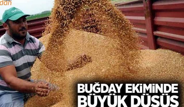 Buğday ekiminde büyük düşüş