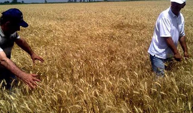 Buğday üretimi azalıyor