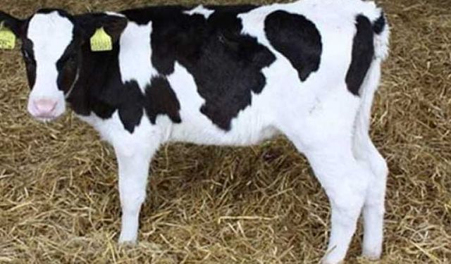 Buzağı desteğinde 15 ay zorunluluğu çiftçiyi mağdur ediyor!