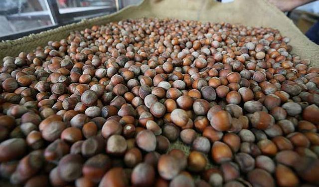 Fındık üreticisinin gözü kulağı TMO’da