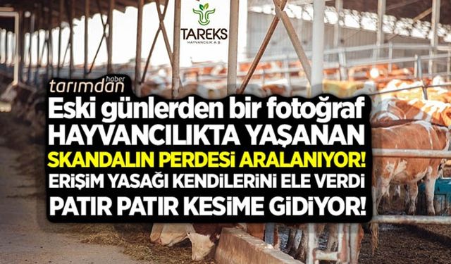 Tareks Hayvancılıkta brusella krizi! Yönetim zafiyetinden dolayı anaç hayvanlar patır patır zorunlu kesime gidiyor!