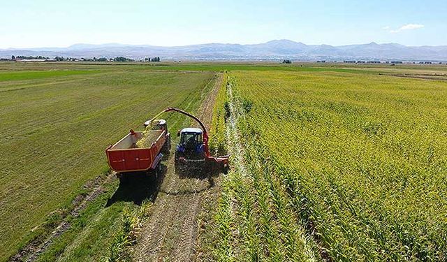 TMO 200 bin ton yemlik mısır ithal edecek!