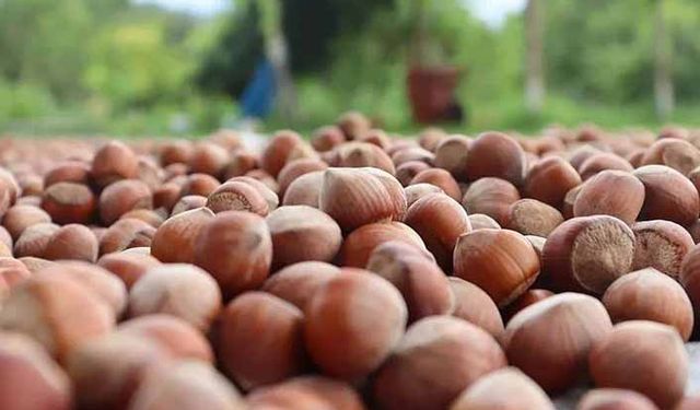 TMO fındık alımlarına ara verdi