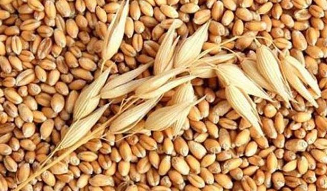 TMO’dan: Buğday hamlesi