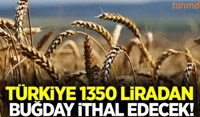 Türkiye tonu 1355 liradan buğday ithal edecek