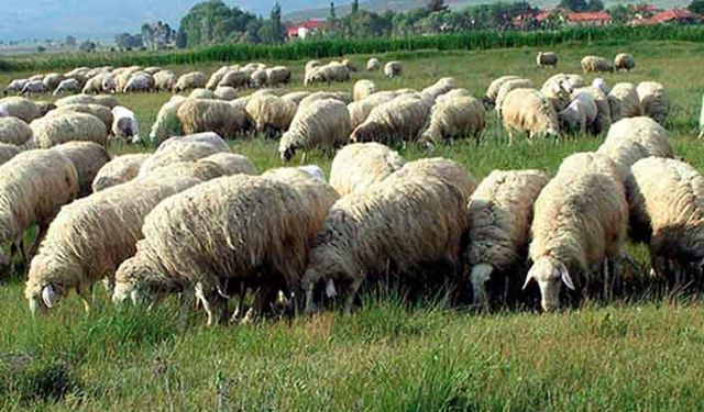 300 koyunda istenen evraklar