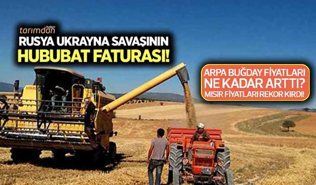 Arpa buğday fiyatları ne kadar arttı? Rusya Ukrayna savaşı hububat fiyatlarını nasıl etkiledi? İşte 7 Mart hububat fiyatları!