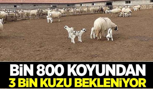 Bin 800 koyundan 3 bin kuzu bekleniyor!