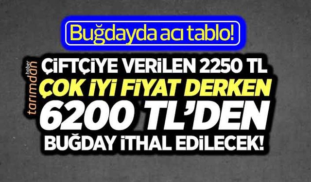 Buğdayda acı tablo! Çiftçiye verilen 2250 TL çok iyi fiyat derken 6200 TL’den buğday ithal edilecek! 