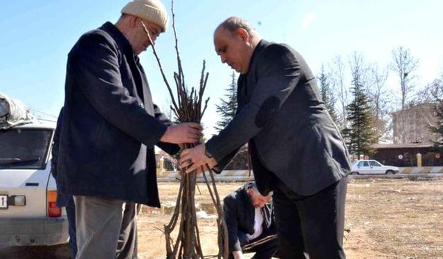 Çiftçiye ceviz fidanı dağıtıldı