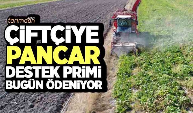 Çiftçiye pancar destek primi bugün ödeniyor!