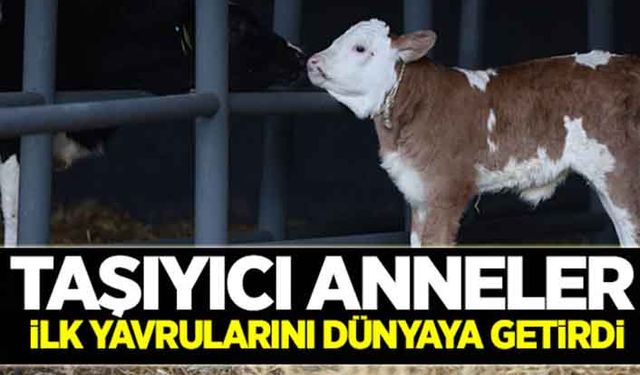 Embriyo transferinde ilk yavrular dünyaya geldi