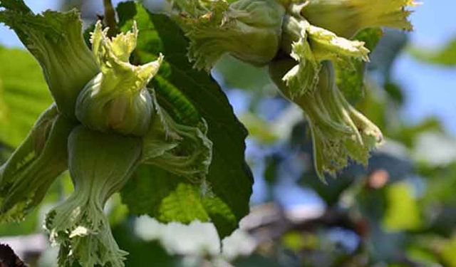 Fındığa özel taban gübresi!