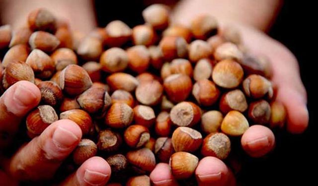 Fındık lobisi işbaşında!