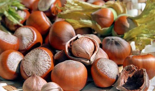 Fındık üreticileri tedirgin