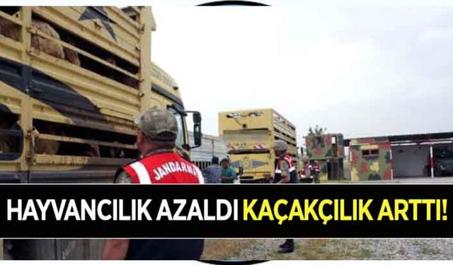 Hayvancılık azaldı kaçakçılık arttı