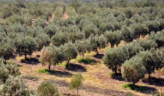 Tarım Orman-İş Sendikası zeytinlikleri madenciliğe açan yönetmeliğe tepki gösterdi