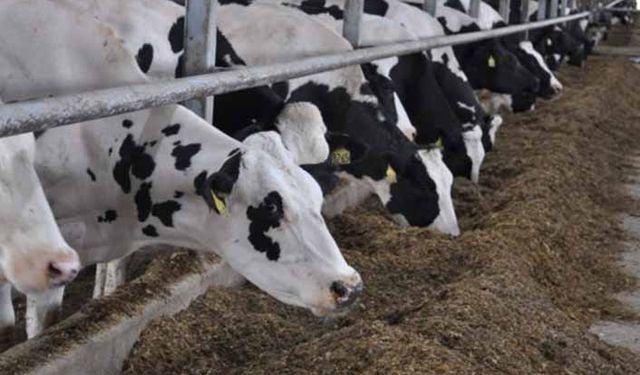 Tarım Kredi'de 10 gündür yem bulunmuyor!