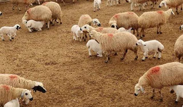 TİGEM’den 300 koyun açıklaması: Kimseye kayırmacılık yapılmıyor!