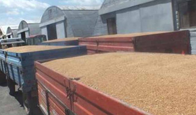 TMO 6 ay önceden buğday fiyatı açıkladı