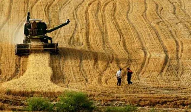 TMO stoklardaki ithal arpayı satışa çıkarıyor!