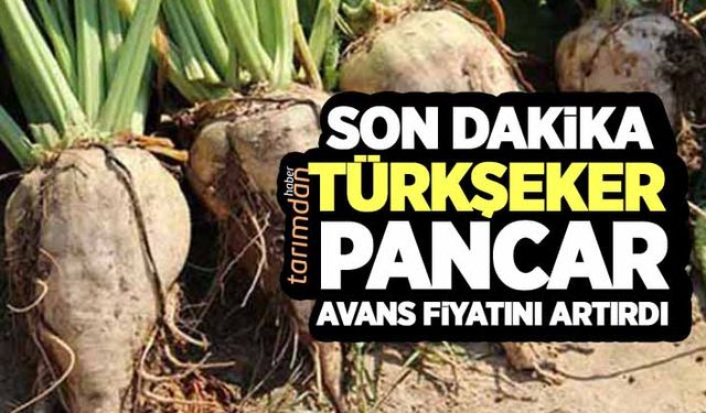 Türkşeker pancar avans fiyatını artırdı!