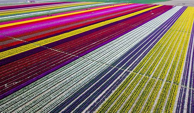 TZOB: Yerli bitki sayısı artırılmalı!