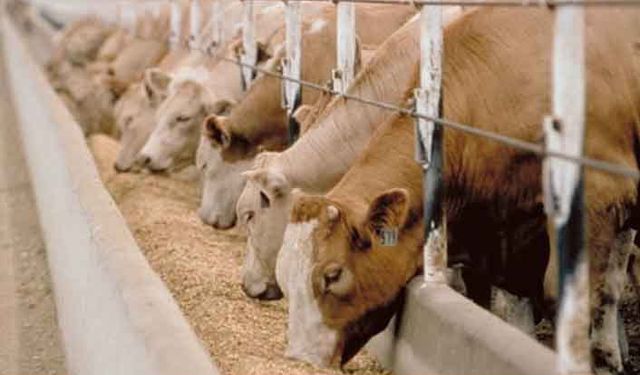 “Yemler faizsiz 1 yıl vadeli verilsin“