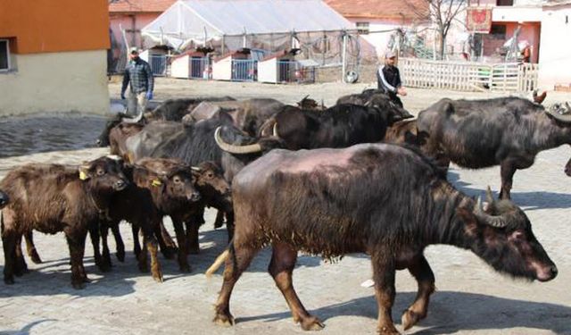 Yetiştiricilere 15 damızlık manda dağıtıldı