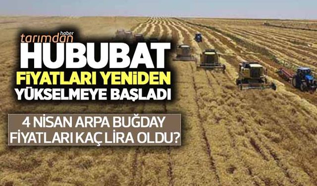 Arpa buğday fiyatları (4 Nisan 2022) kaç lira oldu? Hububatta fiyatlar yeniden yükselmeye başladı!