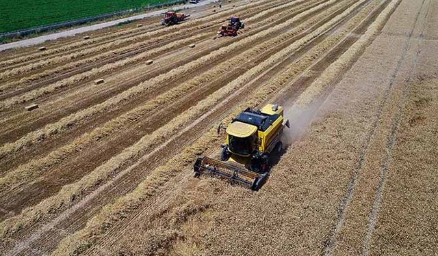 Arpa fiyatları 5 bin liranın altına düştü mü? İşte 25 Nisan arpa buğday fiyatları!