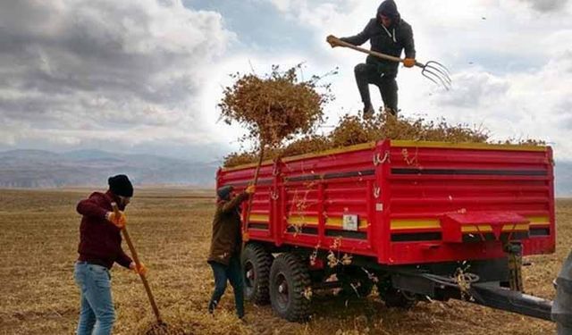Arpa fiyatları neden yükseliyor? 