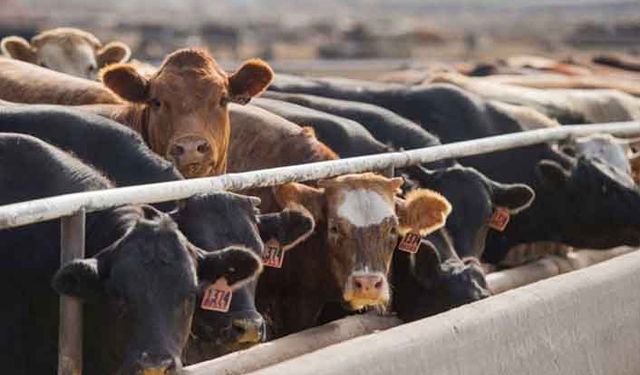 Panik yapmayın besilik hayvan ithalatı her an açılabilir! İthalat et fiyatlarını nasıl etkileyecek?