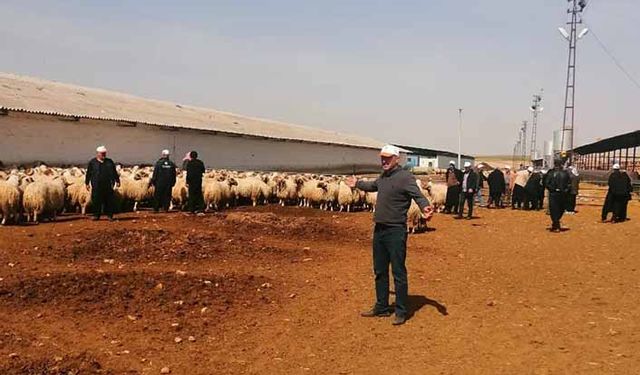 Birlik üyeleri damızlık koç ve teke ihtiyaçlarını toplu halde TİGEM'den karşılıyorlar