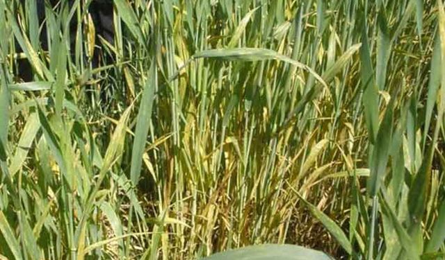 Buğdayda septorya tehlikesi!