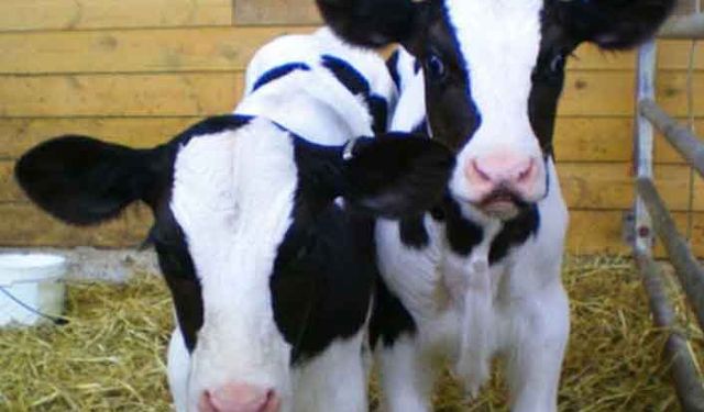 Buzağı desteği ödemeleri 2022 başlıyor!