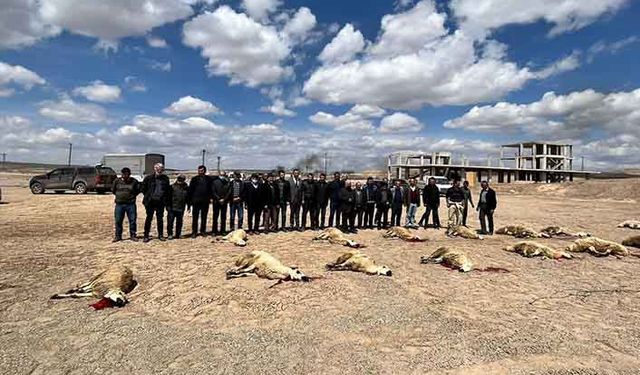 Gübre kullanamayan çiftçinin bütün umudu yağacak yağmurda