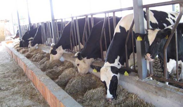 Hayvancılıkta sigorta oranı yüzde 7!