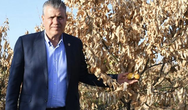 Limon üreticileri destek bekliyor!