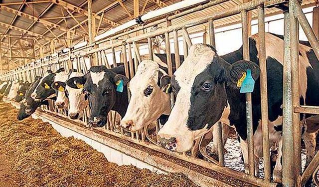 Ülke hayvancılığına yön veren Hayvancılık Genel Müdürlüğü'nün görev alanları nelerdir?