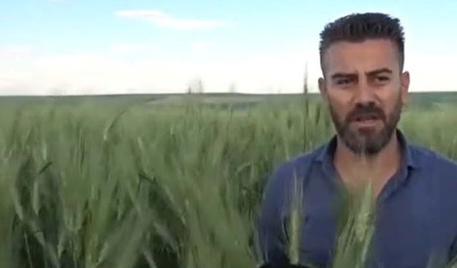 7 bin yıllık buğday tohumu çiftçilerin yeni umudu oldu! Kuru koşullarda dekara verimi 3'e saman üretimini 5'e katlıyor!