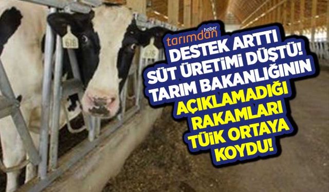 Destek arttı süt üretimi düştü! 1 lira çiğ süt prim desteği de dişi hayvan kesimine engel olamadı!