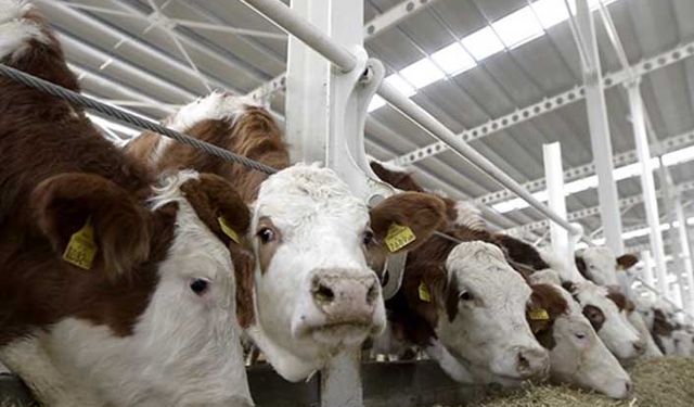 Düve nedir? Düve ile tosun ve dana arasındaki fark nedir?